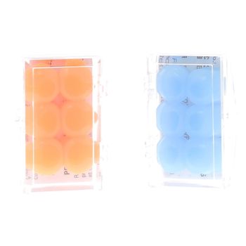 Protections auditives en silicone BodyGuard Ear - boîte de 3 paires