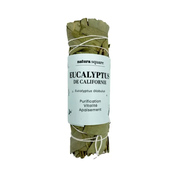 Eucalyptus de Californie Natura square - 1 fagot